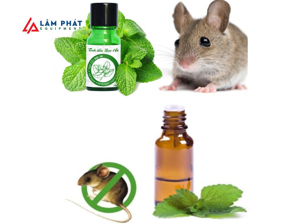 Tinh dầu đuổi chuột ô tô